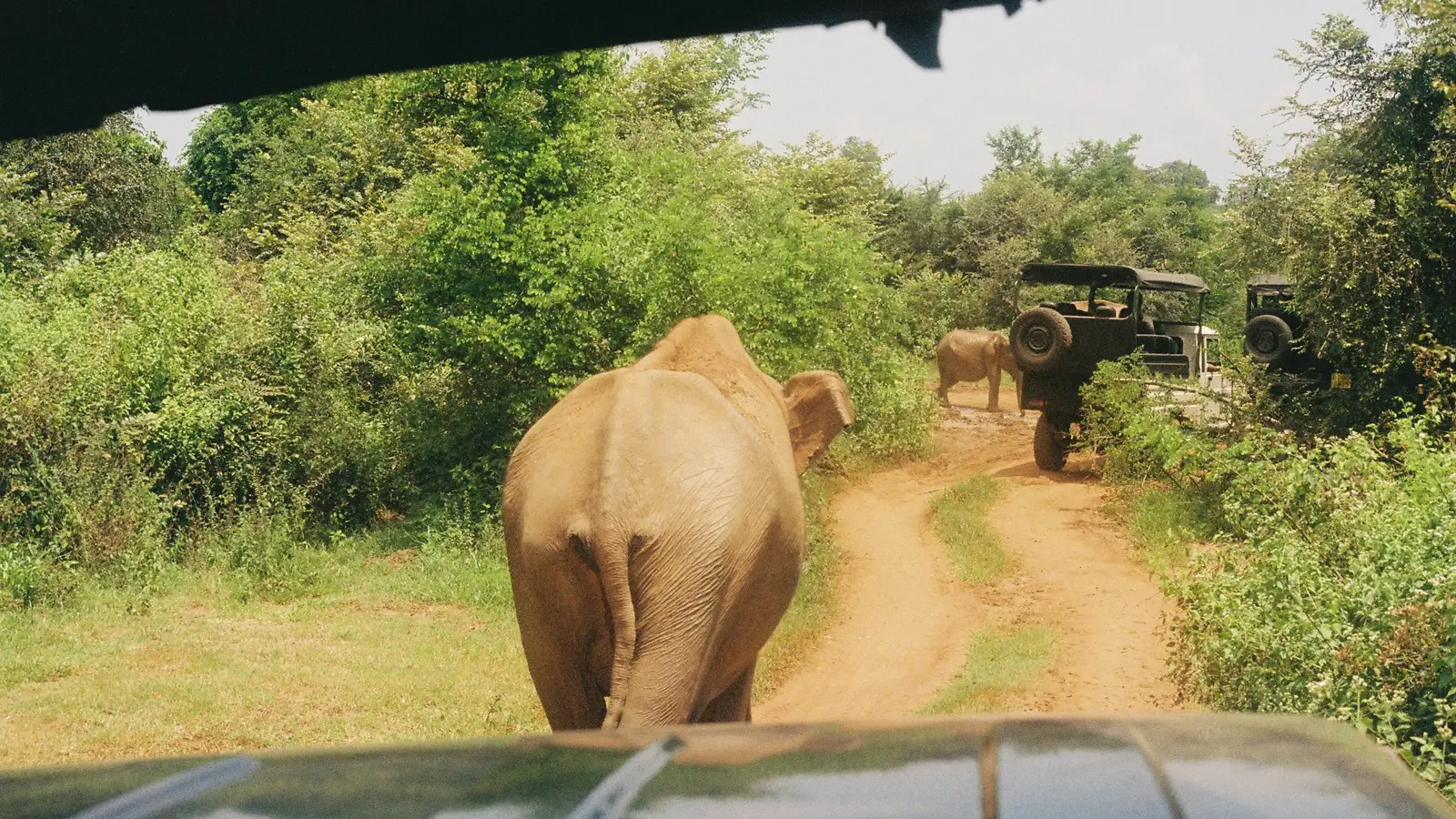 Ethical Wildlife Encounters