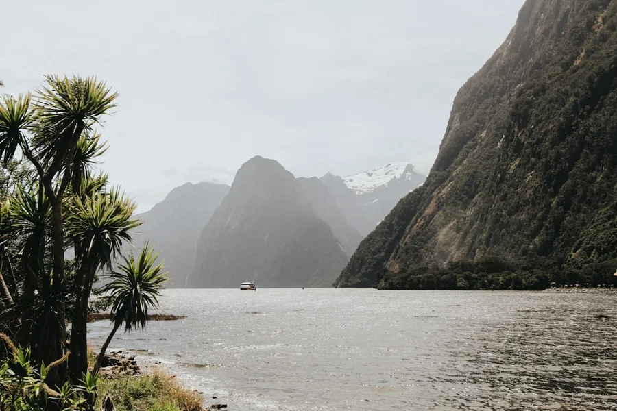 Kiwi bird foraging in New Zealand bush