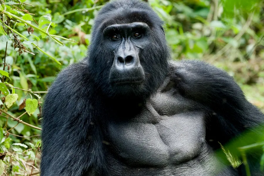 Mountain gorilla in Bwindi Impenetrable Forest