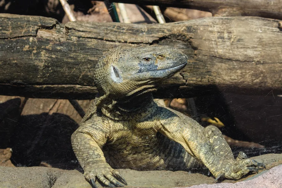 Komodo dragon on a sandy beach