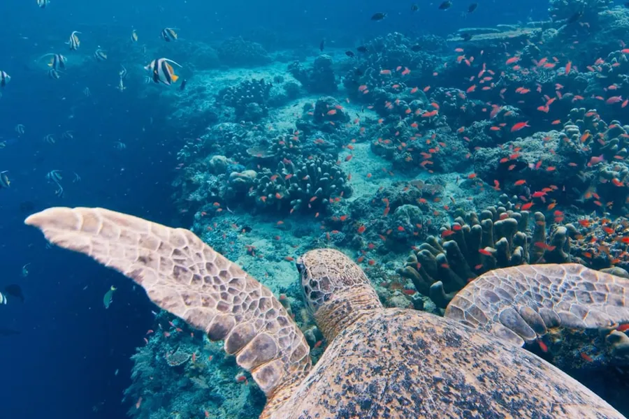 Sea turtle swimming above a coral reef
