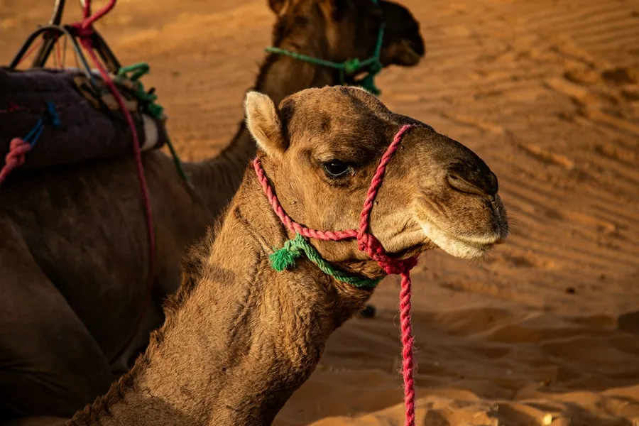 Camel caravan crossing golden Sahara dunes at sunset