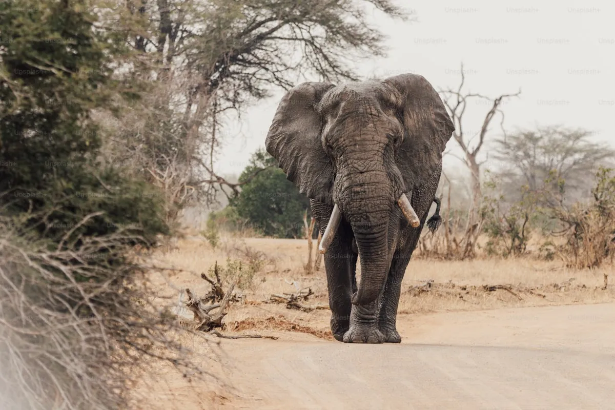 Elephant herd at Chobe waterhole