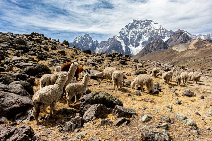 Alpaca on a grassy hillside in the Andes