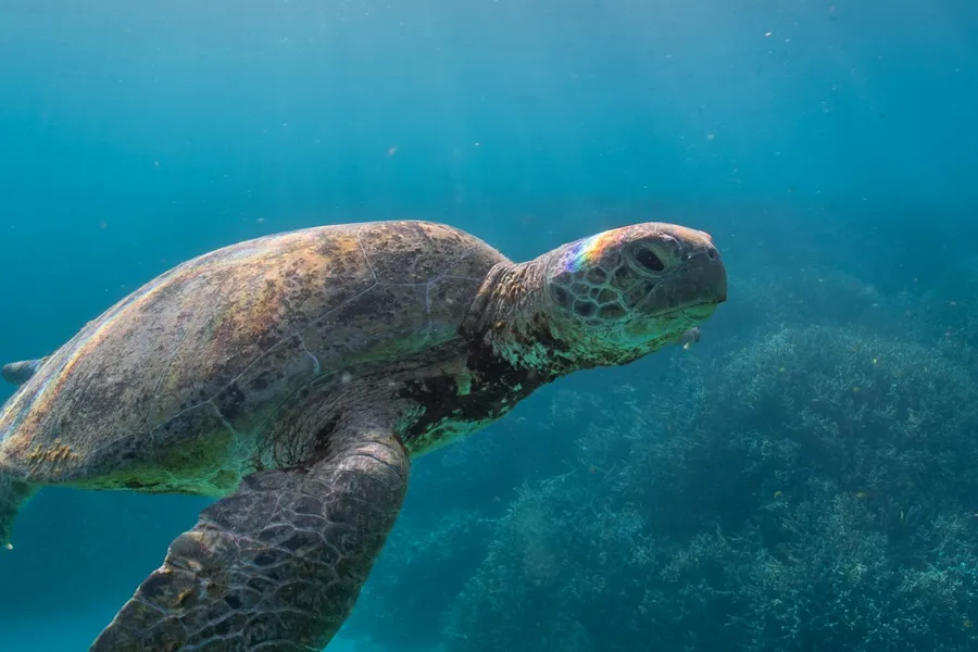 Sea turtle swimming over coral reef